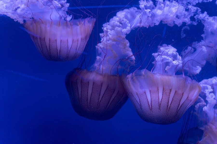 Three jellyfish in a Valencia tank