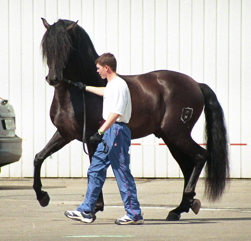 An Andalusian horse portrait