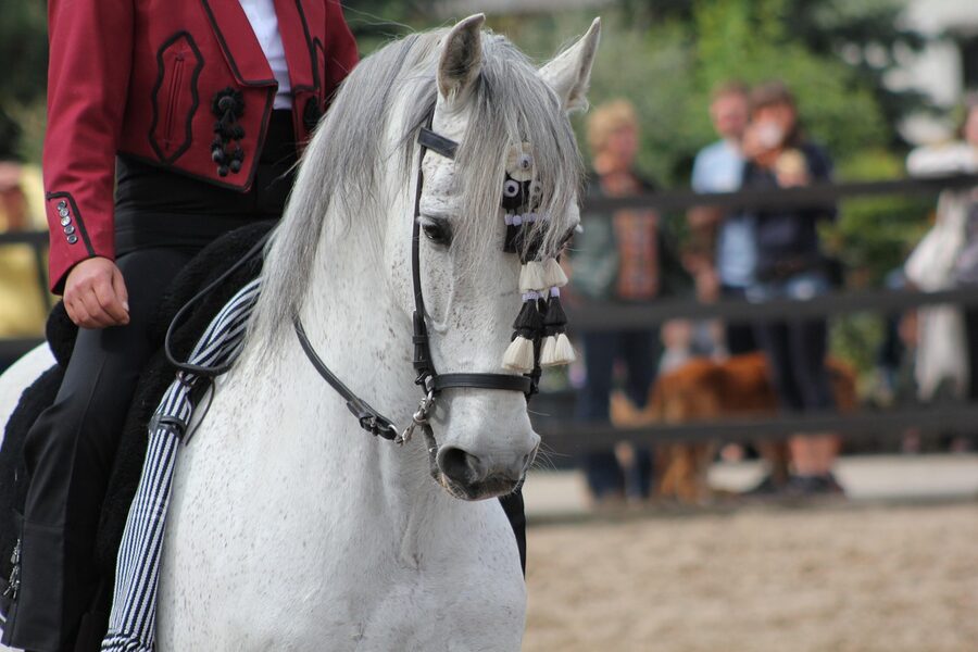 An Andalusian PRE horse in a paddock
