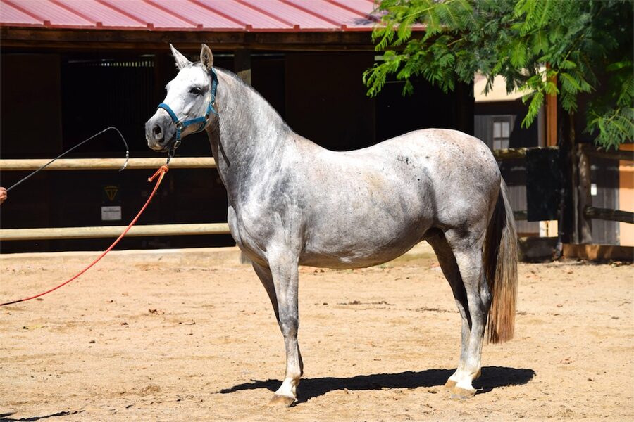 A Pura Raza Espanola stallion with a thick flowing mane