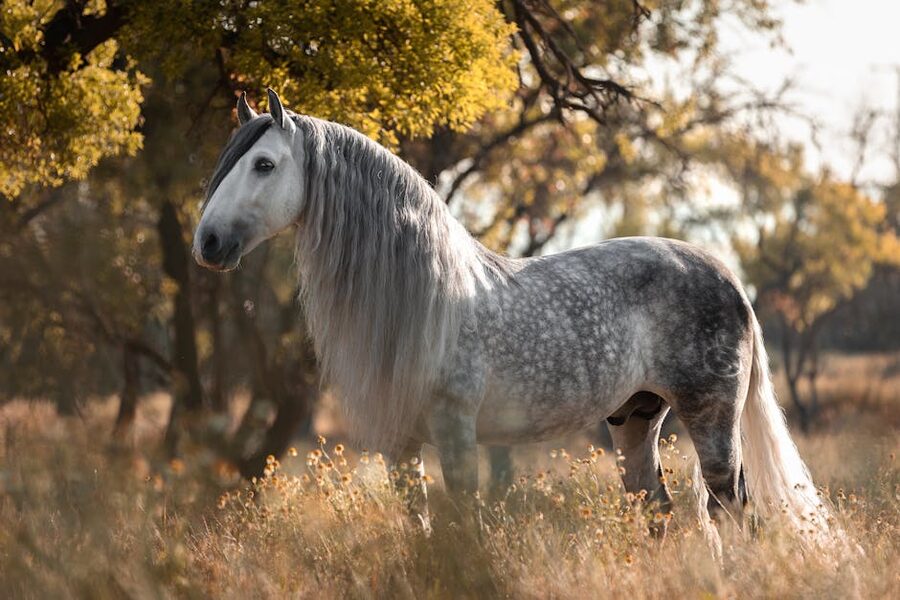 An Andalusian stallion in a sunlit field in Spain