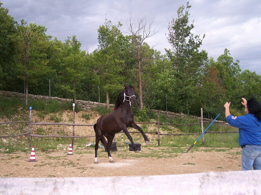 A horse performing the levade, holding a 45-degree angle on its hind legs