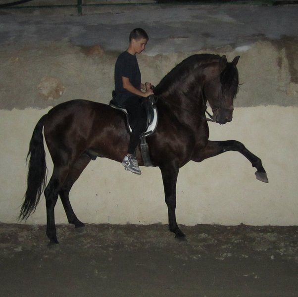 A horse performing the paso espanol or Spanish walk