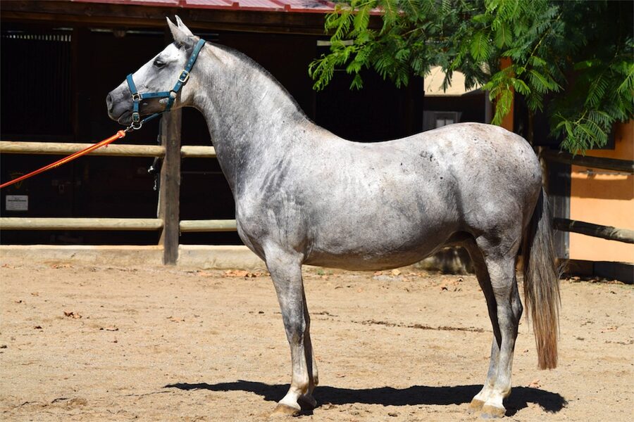 A Pura Raza Espanola stallion standing in a field in Spain