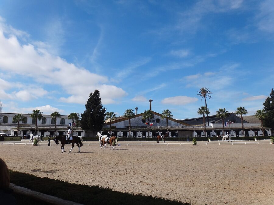 How the Andalusian Horses Dance