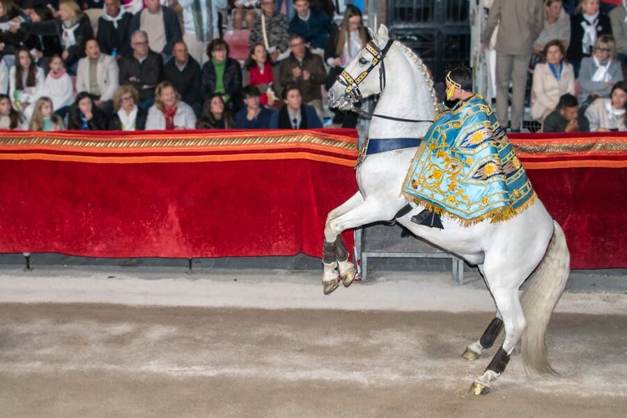 A white horse rearing in a performance arena
