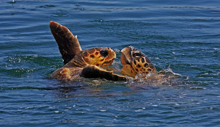 A pair of Caretta caretta loggerhead turtles