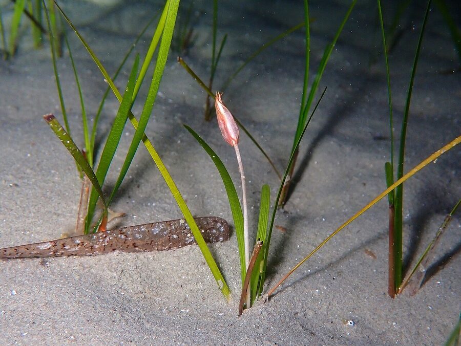 Cymodocea nodosa seagrass meadow underwater