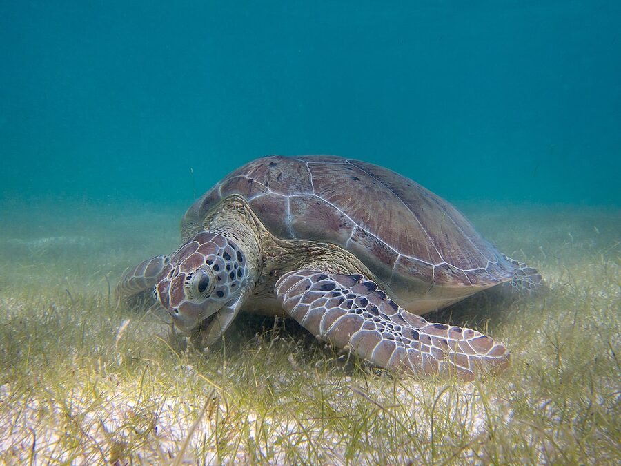 Green sea turtle grazing seagrass close-up