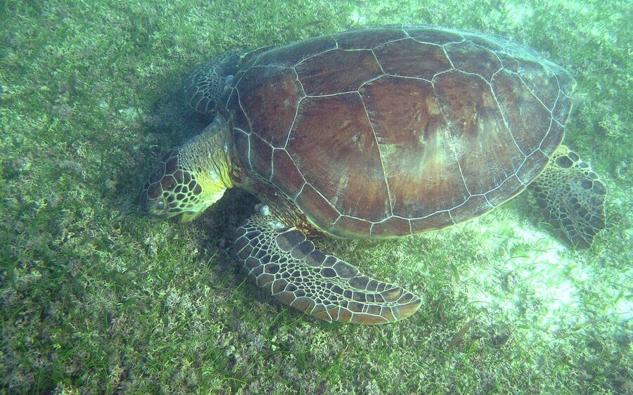 Paddling with Turtles off Tenerife