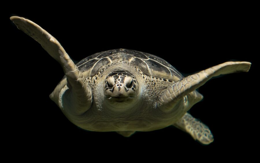 Green sea turtle swimming in the open sea