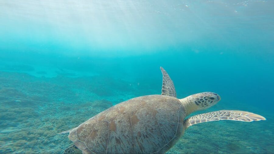Sea turtle in clear blue ocean