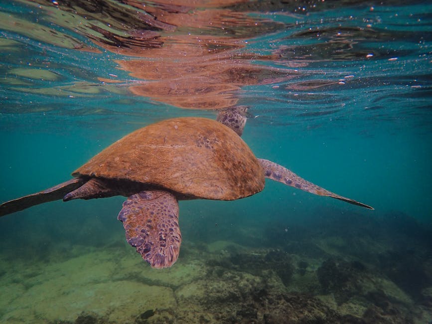 Sea turtle in clear ocean water
