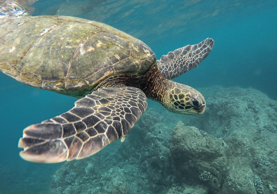 Sea turtle near a reef