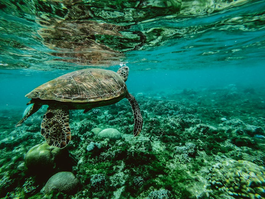 Sea turtle gliding through the water column