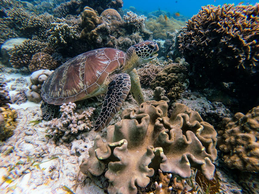 Sea turtle in mid-water in Tenerife