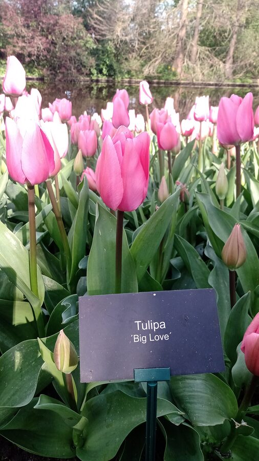 Keukenhof 2022 flower bed display