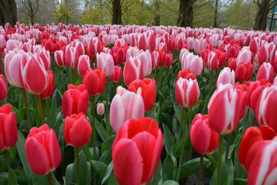 Keukenhof gardens overview