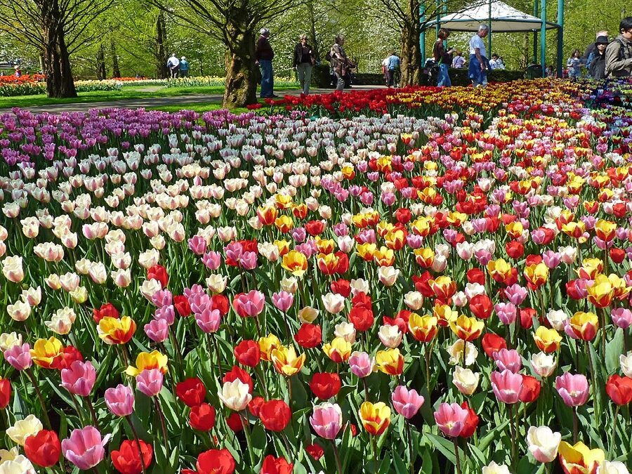 Keukenhof themed flower bed