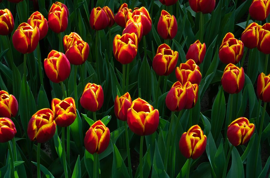 Keukenhof red and yellow tulips