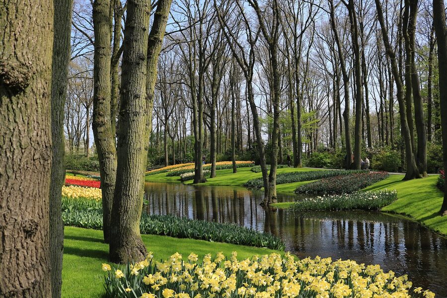 Keukenhof stream with tulips and trees