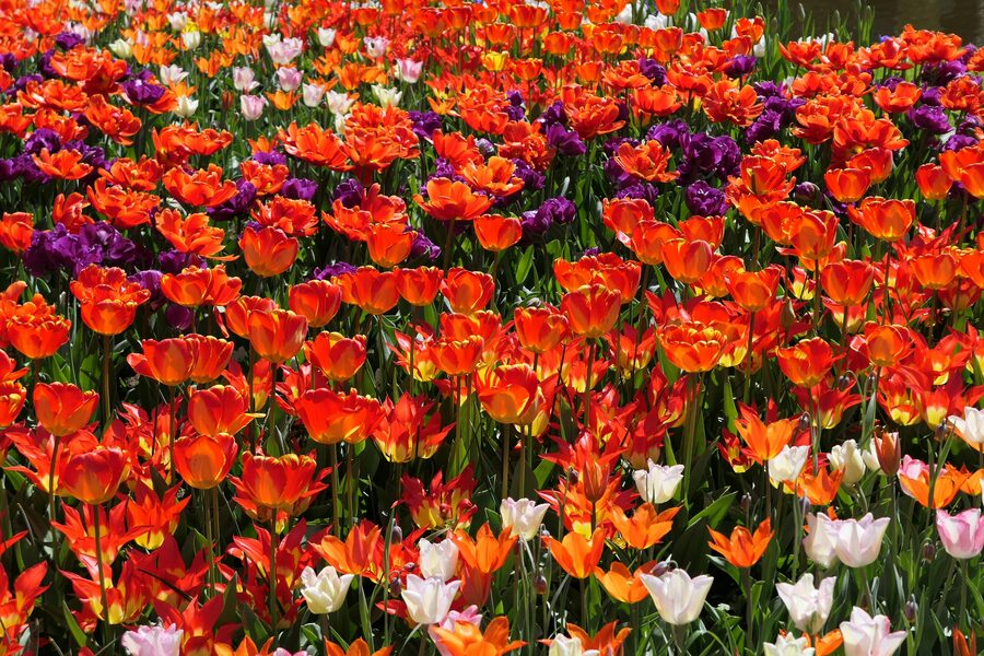 Keukenhof tulip beds in orange and red
