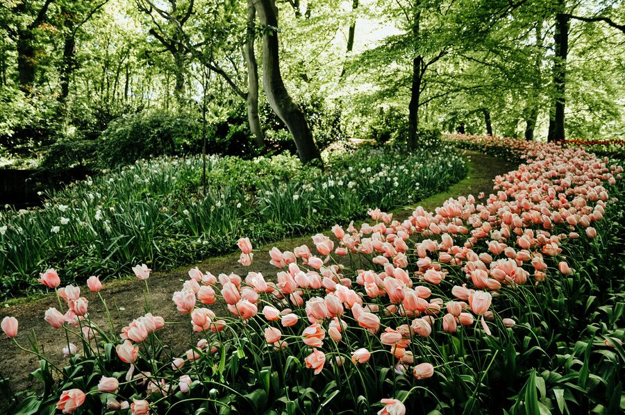 Keukenhof tulip pathway with pink blooms