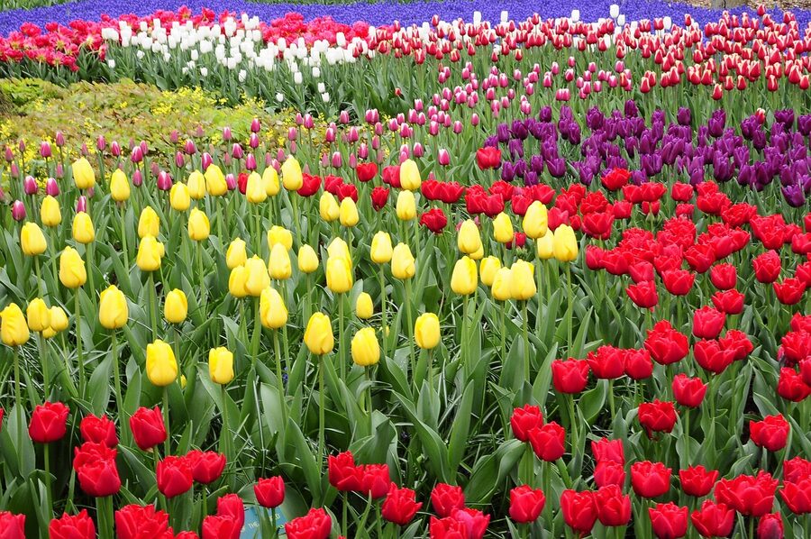 Keukenhof colorful tulip display