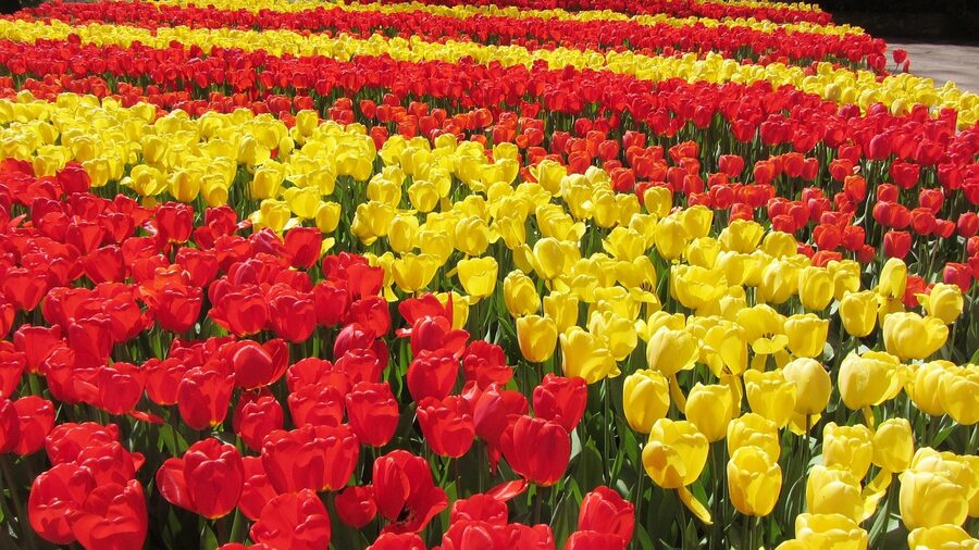 Keukenhof tulips in spring Holland