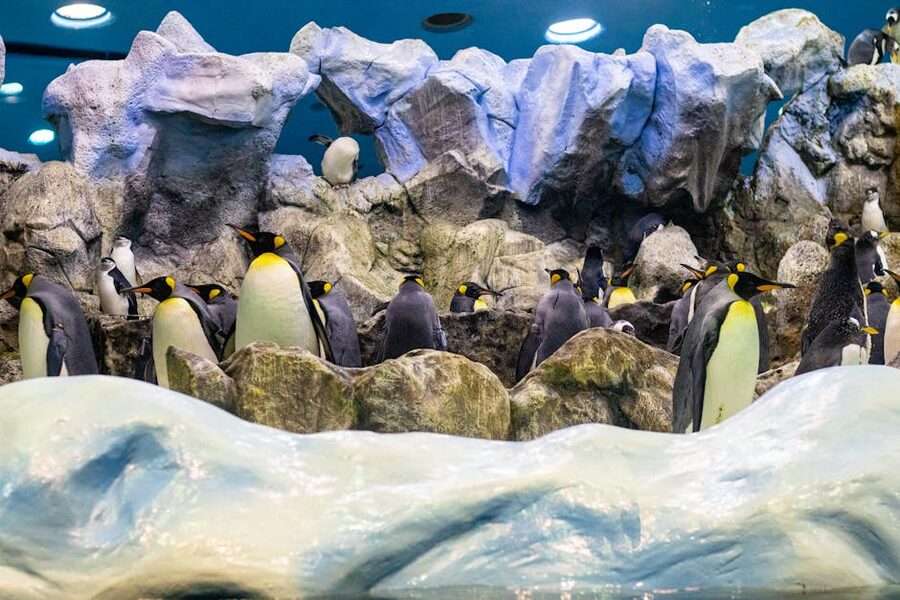 King penguins gathered on rocks in an Antarctic-style exhibit