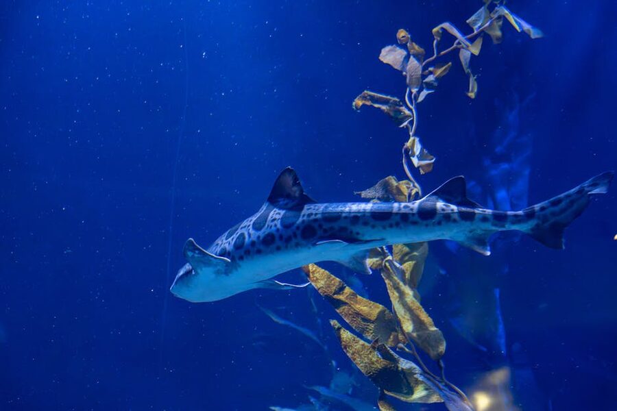 A leopard shark gliding past seaweed in the Oceans tank