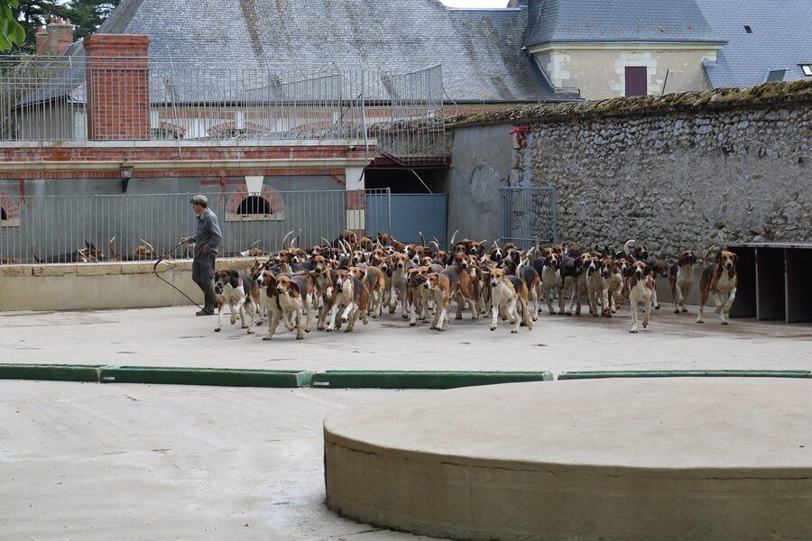 Cheverny hunting hounds at mealtime Loire Valley