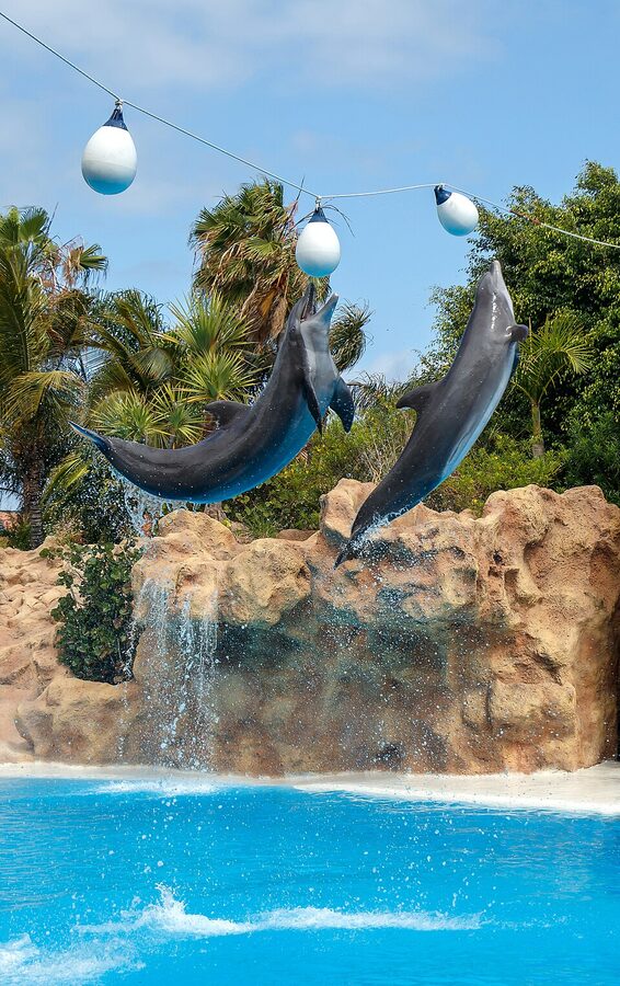 A bottlenose dolphin at Loro Parque