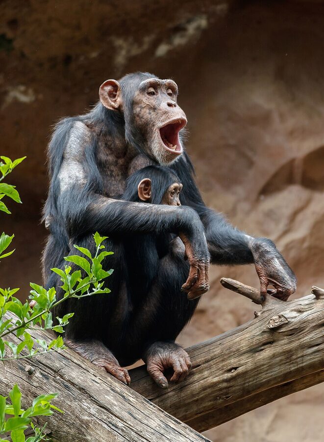A chimpanzee at Loro Parque