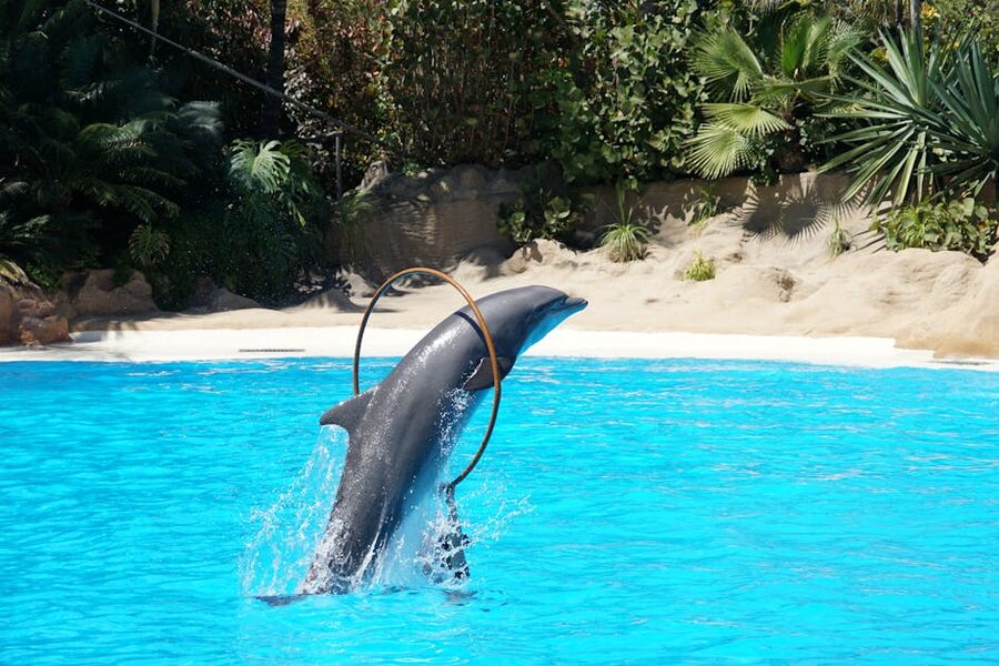 A dolphin leaps through a hoop in a bright blue pool