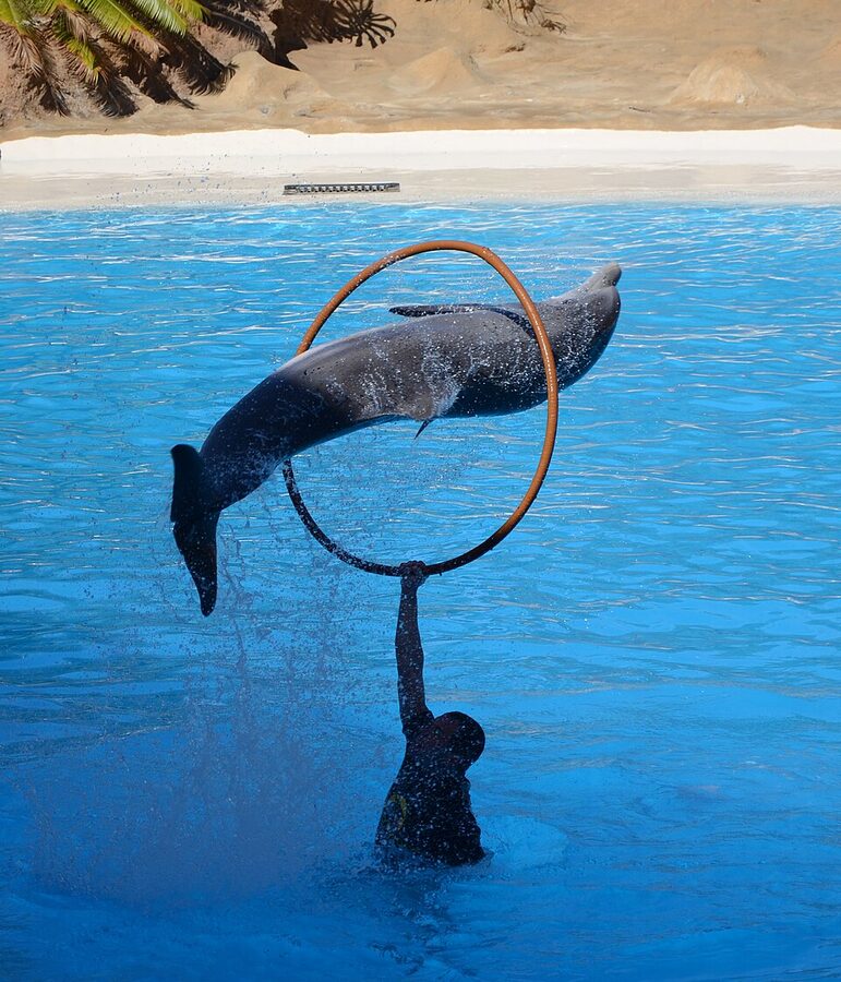 Dolphins performing at the Loro Parque dolphinarium