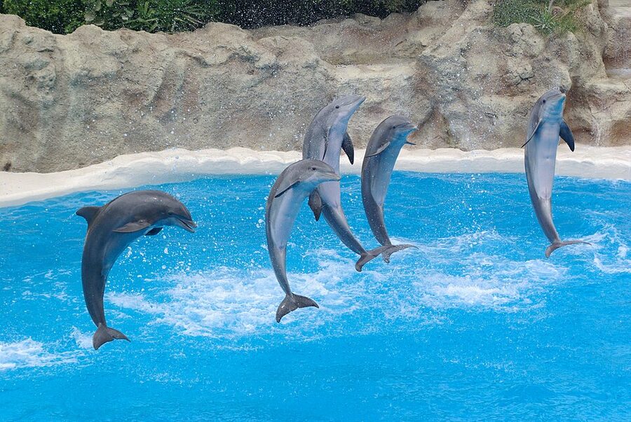 Two dolphins leap from blue water
