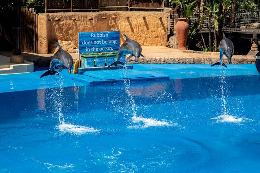 Three dolphins leap mid-air at the Loro Parque show