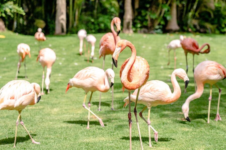 Flamingos on grass in shaded park area