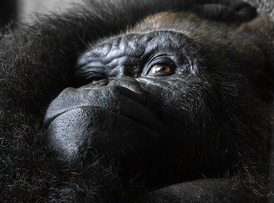 A western gorilla at Loro Parque in lush enclosure