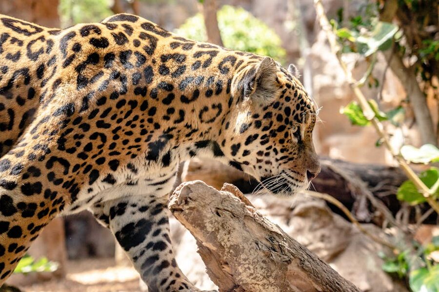 A jaguar in a sunlit natural setting at Loro Parque