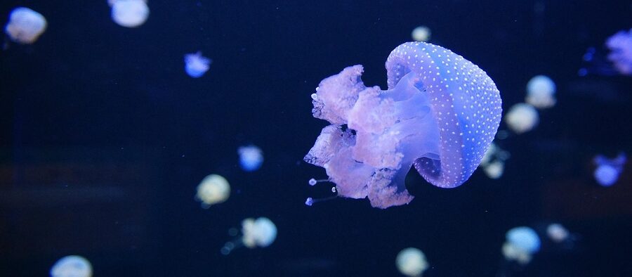 Jellyfish illuminated in a dark Loro Parque tank