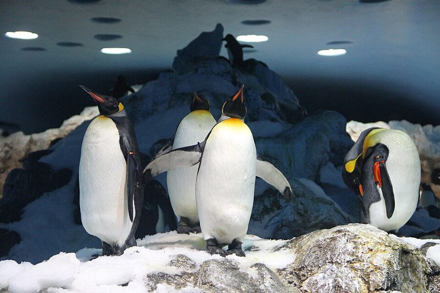 King penguins at Loro Parque on rocky exhibit