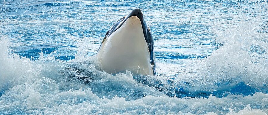 Loro Parque from the Orca Tank Up
