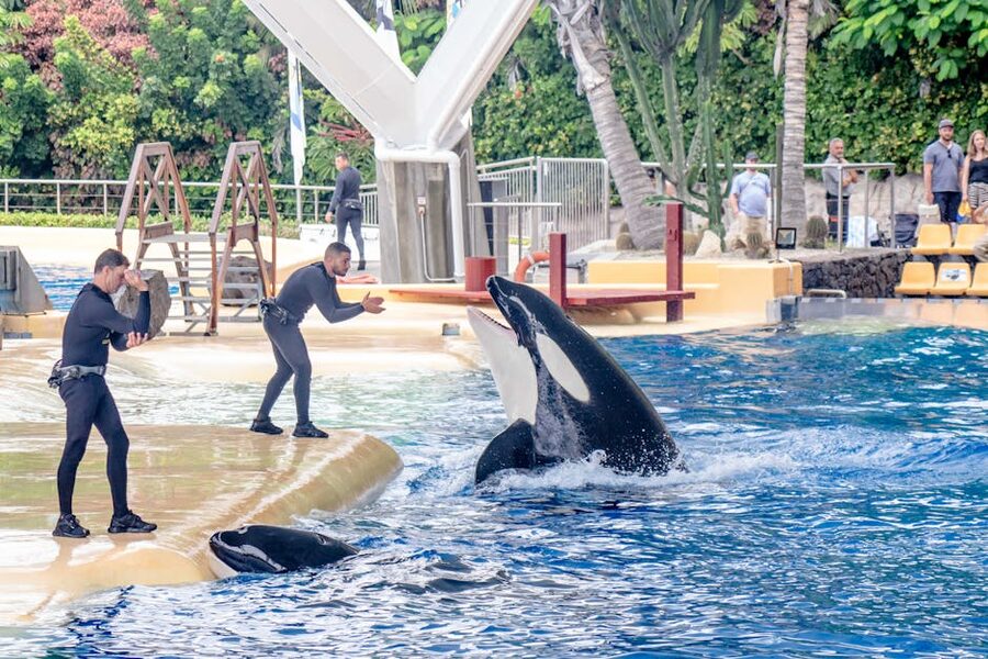 Trainers in the water working with orcas during a Loro Parque show