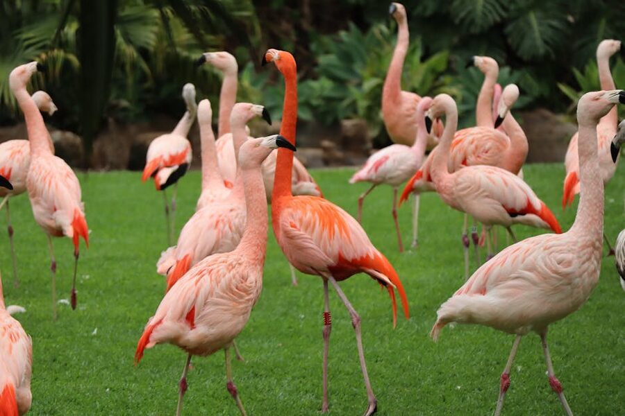 Pink flamingos on grass at Loro Parque