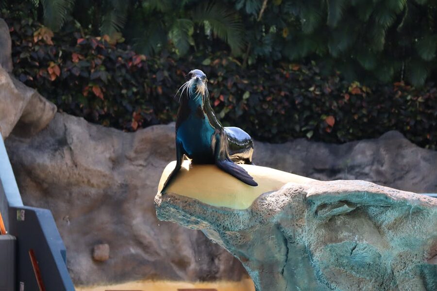 A sea lion basking on a rock at Loro Parque