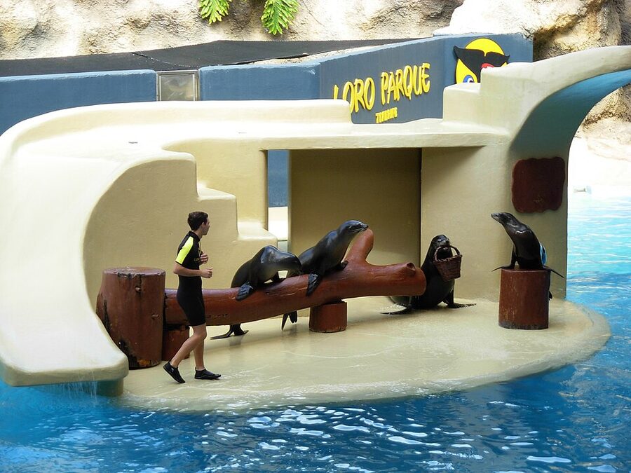Sea lions on rocks at Loro Parque