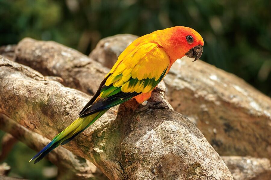 A sun parakeet in vivid orange and yellow plumage