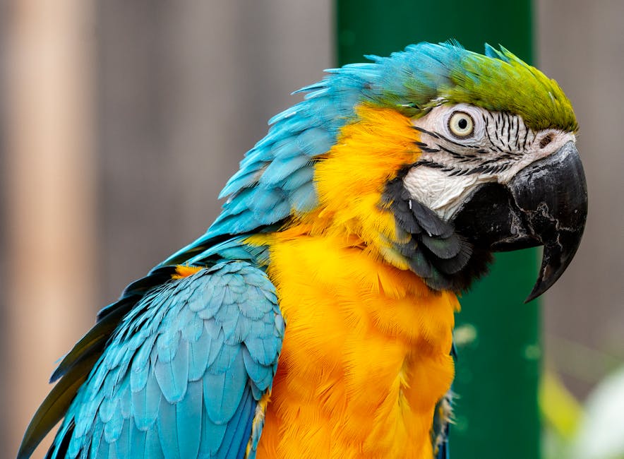 Detailed close-up of a blue and yellow macaw with vivid feathers